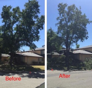 Paul The Tree Climber | Arborist, Tree Service, Tree Removal, Tree Trimming | Placer County | trees