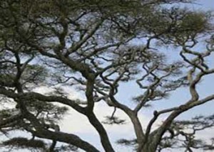 Paul The Tree Climber | Arborist, Tree Service, Tree Removal, Tree Trimming | Placer County | tree