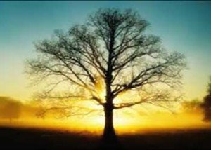 Paul The Tree Climber | Arborist, Tree Service, Tree Removal, Tree Trimming | Placer County | tree