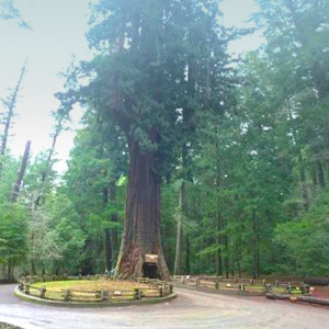 Paul The Tree Climber | Arborist, Tree Service, Tree Removal, Tree Trimming | Sacramento County | Tree