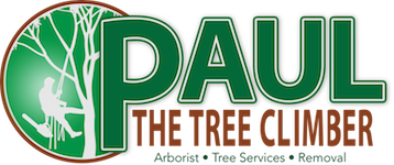 Paul The Tree Climber