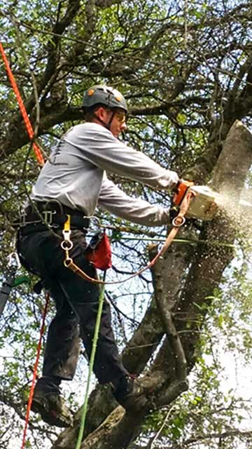 Paul The Tree Climber | Arborist, Tree Service, Tree Removal, Tree Trimming | Sacramento County | chainsaw