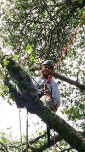 Paul The Tree Climber | Arborist, Tree Service, Tree Removal, Tree Trimming | Sacramento County | chainsaw