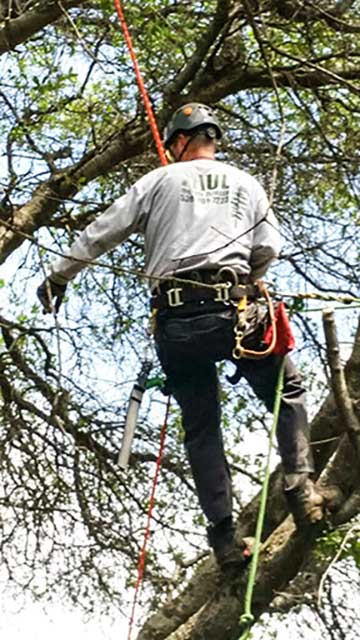 Paul The Tree Climber | Arborist, Tree Service, Tree Removal, Tree Trimming | Sacramento County | tree climber